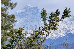 poon hill met muldai peak trek 23