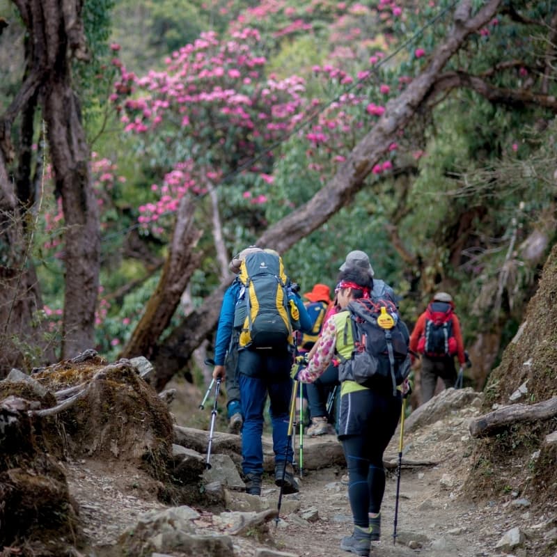 Trekking during spring season in the Nepalese Himalaya, walking in between rhododendrons