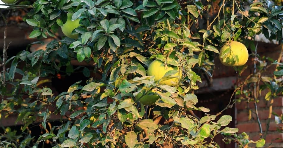 Fruit tree in a community forest in Nepal, as a result of reforestation project.
